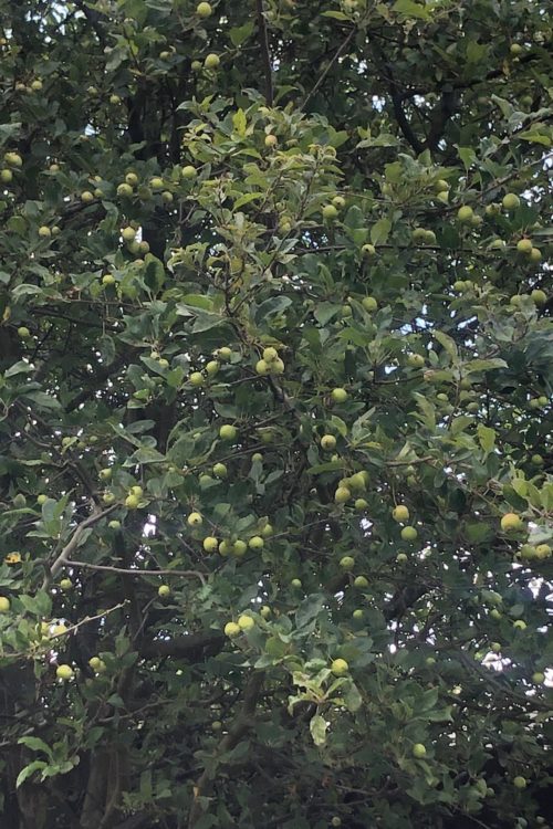 My apple tree took 18 years to bear fruit!